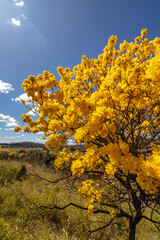Naklejka premium Yellow ipe tree in the city of Sao Tome das Letras, State of Minas Gerais, Brazil