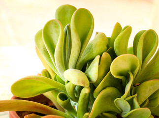 Crassula Ovata plant in the garden in Spain