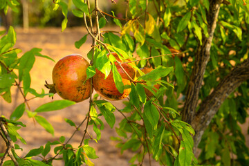 Pomegranates hanging from branch of Punica Granatum tree in the garden