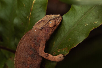 brown chameleon 