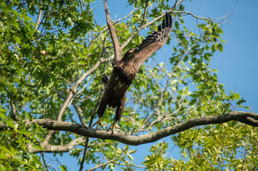 Juvenille American Bald Eagle launching from a tree.  Upper Crooked Lake, Michigan. 