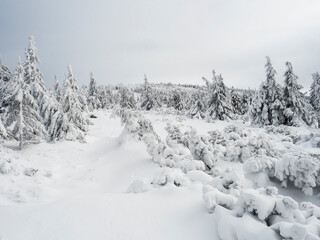View of winter landscape with fields downhill over snowy spruce tree forest with snow covered conifers. Krkonose Mountains, Czech Republic, cloudy day