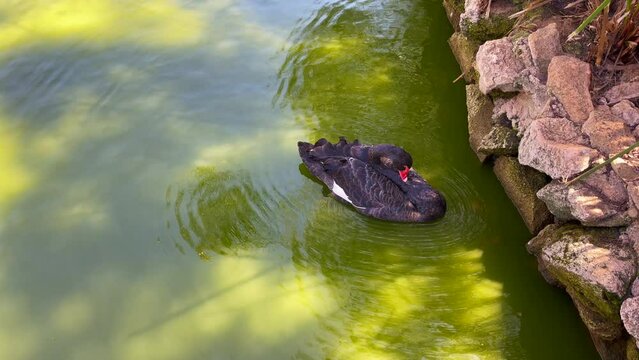 Single goose cleaning her feathers while floating on a green water pond