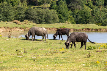 Water buffalo grazing in the meadow. Buffalo grazing by the small lake