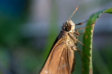 葉っぱに止まった蝶