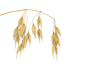 Oats plant with oat florets on white
