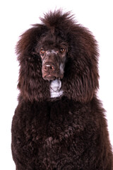 Fototapeta premium the portrait of the giant brown poodle dog