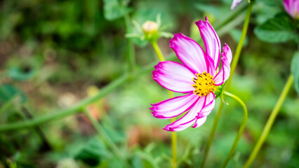 jolie fleur rose sur fond vert