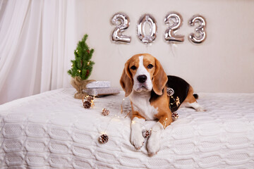A beagle dog is lying on a bed in a house decorated with a Christmas tree, balloons with the number...