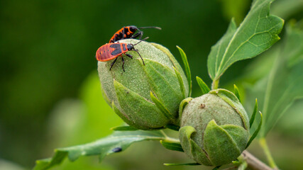 pyrocorres sur sphère d'althéa