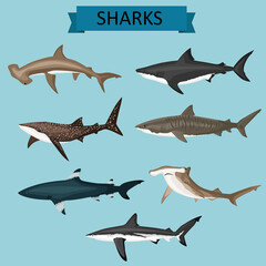 set of sharks
