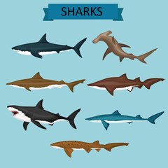 set of sharks - obrazy, fototapety, plakaty