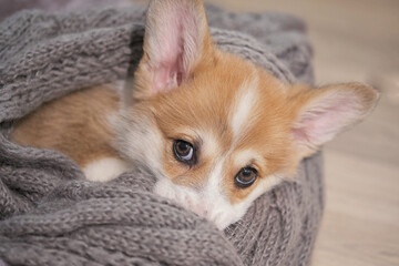 adorable little puppy welsh corgi pembroke laying on wool scarf and looking at the frame the large...
