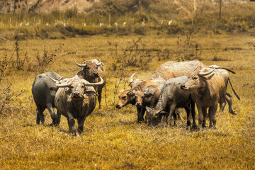 Obraz premium Long horn herd of buffaloes in the field
