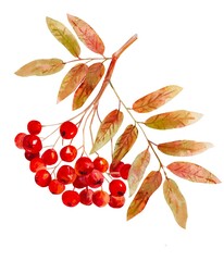 berries rowan of autumn leaves
