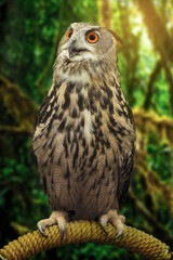 Portrait of an owl bird close-up. Owl with wide eyes.