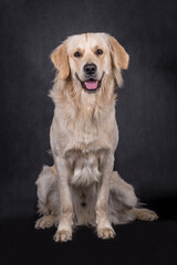 portait of the Golden retriever dog