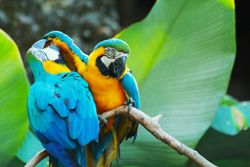 Close up portrait of group colourful blue and yellow Macaw parrot