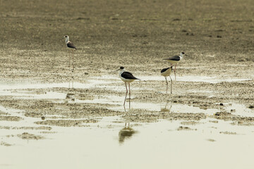 black-necked stilt wading in the bay