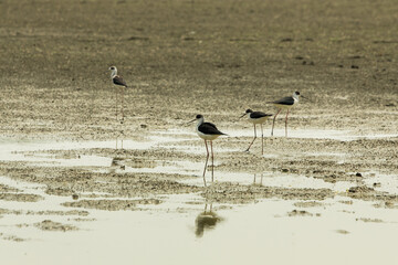 black-necked stilt wading in the bay