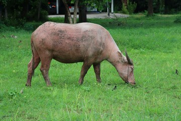 The albino buffalo is a rural animal with a unique genetic skin. with pinkish white skin, standing outdoors in Thailand