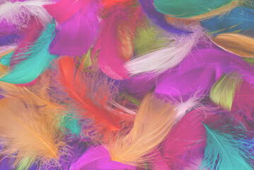 Colorful feather background.