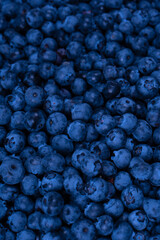 Fresh blueberry background. Texture blueberry berries close up.