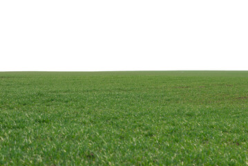 Green field as a background.  Green grass in spring isolated on white background.