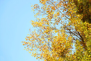 Colorful autumn leaves on a tree. Selective focus.