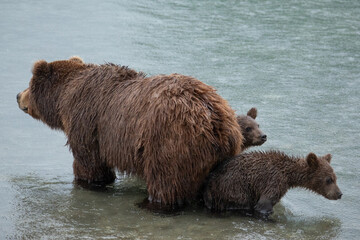 Brown bear with cubs in the river