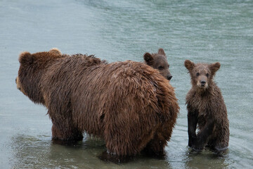 Brown bear with cubs in the river