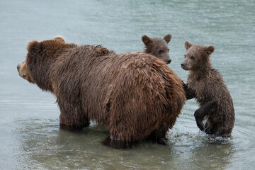 Brown bear with cubs in the river