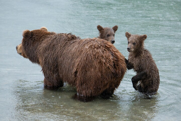 Brown bear with cubs in the river