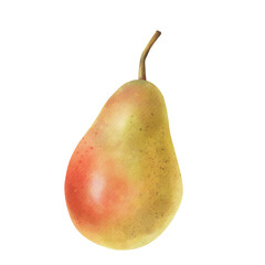 Hand drawn ripe watercolor fruit on white background clipart.

