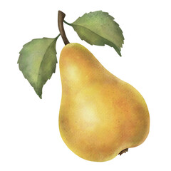 Hand drawn ripe watercolor fruit on white background clipart.

