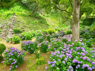 和歌山県の観光名所、史跡和歌山城の庭園に咲くアジサイの花が美しい日本の梅雨の自然風景（コピースペースあり）