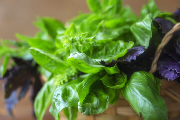 Sweet Basil green and red with flowers growing