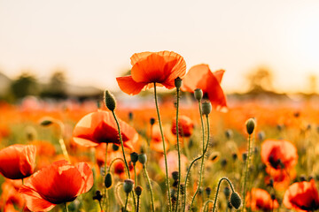 Obraz premium 양귀비