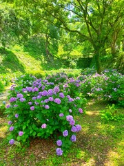 Fototapeta premium 和歌山県の観光名所、史跡和歌山城の庭園に咲くアジサイの花が美しい日本の梅雨の自然風景（コピースペースあり）