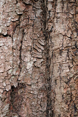 Horse chestnut tree bark in close up