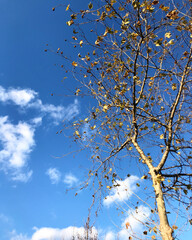 Tree and sky , view from below. autumn concept