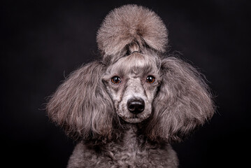 portrait of the grey Poodle Dog