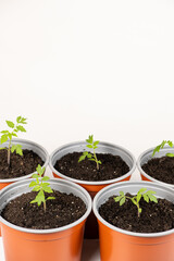 Growing tomatoes from seeds, step by step. Step 9 - transplanted sprouts in pots.