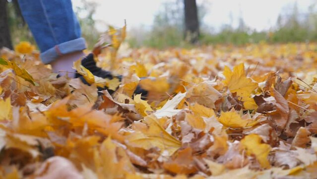 Close up of male foot stepping on colorful fallen foliage in forest. Young man walking on ground covered with yellow leaves at autumn park. Legs of guy kicking up dry maple leaves. Slow motion