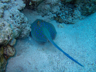 Stingray at the bottom of the Red Sea, Hurghada, Egypt