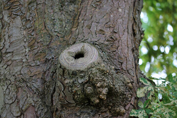 Obraz premium Horse chestnut tree surgery branch pruning trunk wound scar