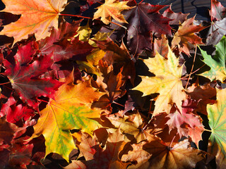 Colorful bright autumn fallen maple leaves cover background. Foliage top view. September, October, seasonal design, decoration, texture with natural day light