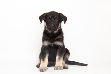 Obraz premium portrait german shepherd dog puppy. cute dog studio shot on isolated white background with copy space