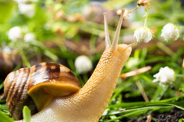 Helix pomatia large grape snail leisurely crawls on the grass among the white flowers