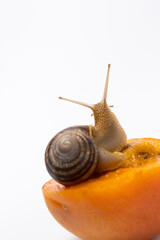 Beautiful large snail Helix pomatia sits on an apricot and looks into the camera, a place for text.